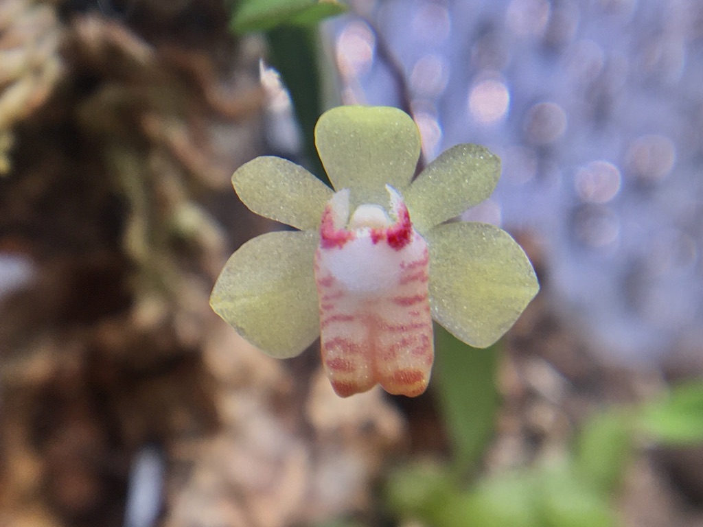 Taiwanese white-spotted orchid