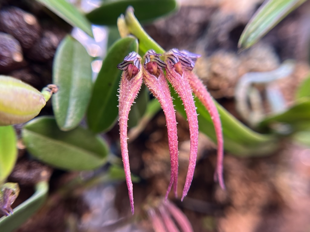 Bulbophyllum farreri