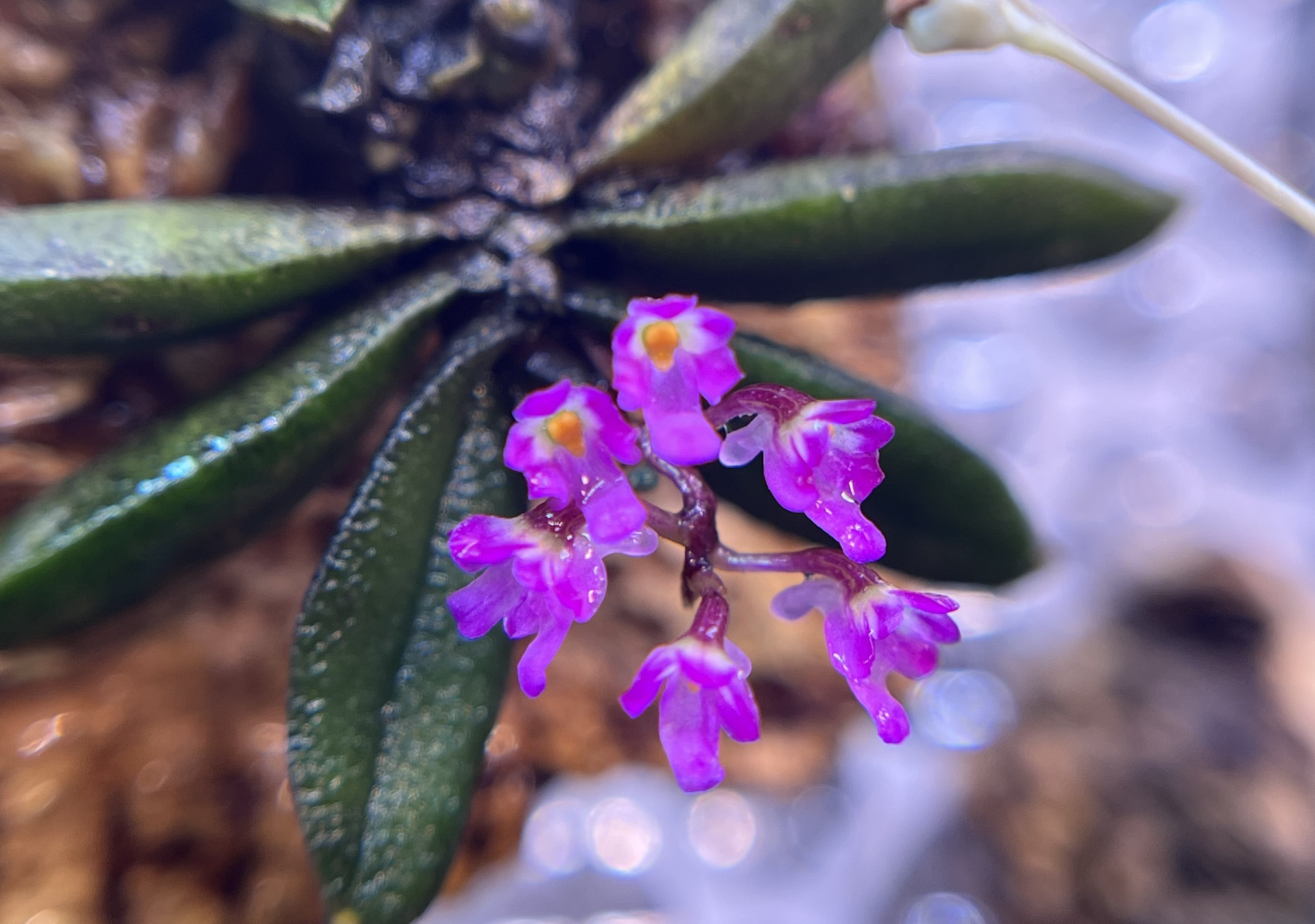 Schoenorchis texieri