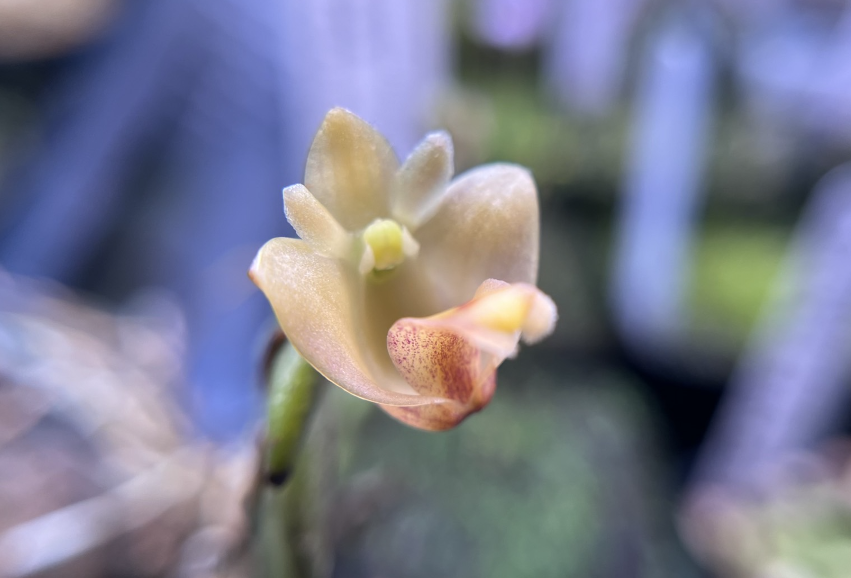 Schoenorchis